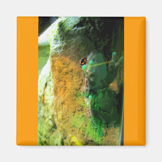 Kikker CB Magneet (Voorkant)