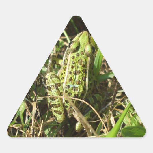 Kikker Driehoek Sticker (Voorkant)