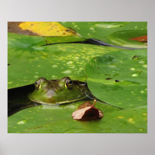 Kikker en Lily Pads Poster