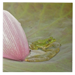 Kikker en lotusbloemblad, China, Tegeltje