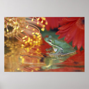 Kikker en reflecties tussen bloemen. Krediet als: Poster