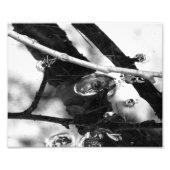 Kikker Foto BW Foto Afdruk (Voorkant)