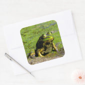 Kikker Grote Stickers (Envelop)