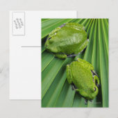 Kikker (hyla gratiosa) briefkaart (Voorkant / Achterkant)