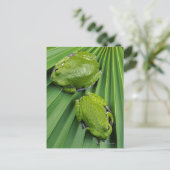 Kikker (hyla gratiosa) briefkaart (Staand voorkant)