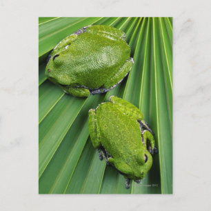 Kikker (hyla gratiosa) briefkaart