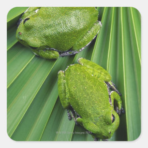 Kikker (hyla gratiosa) vierkante sticker