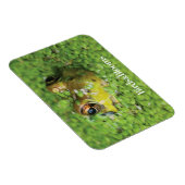 Kikker in groene algen magneet (Rechterzijde)