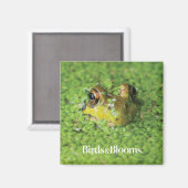 Kikker in groene algen magneet (Voorkant / Achterkant)