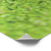 Kikker in groene algen poster (Hoek)