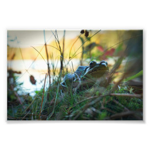 Kikker in het onkruid Print Foto Afdruk