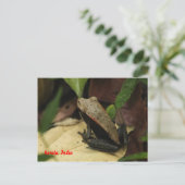 Kikker in Kerala, India Briefkaart (Staand voorkant)