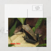 Kikker in Kerala, India Briefkaart (Voorkant / Achterkant)
