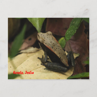 Kikker in Kerala, India Briefkaart