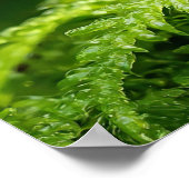 Kikker in nieuw bos Mossy ondergroei Poster (Hoek)