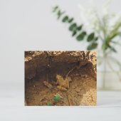 Kikker in Pleasanton, Texas Briefkaart (Staand voorkant)