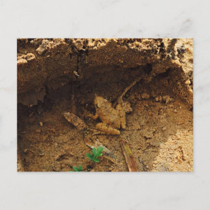 Kikker in Pleasanton, Texas Briefkaart