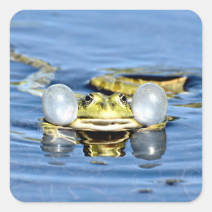 Kikker in water met luchtgas vierkante sticker