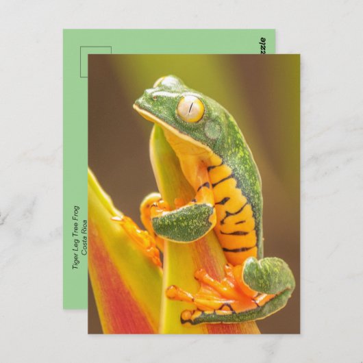 Kikker | Kikker van de tijgerbeen-apen Briefkaart (Voorkant / Achterkant)