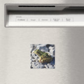 Kikker Magneet (Insitu (Vaatwasser))