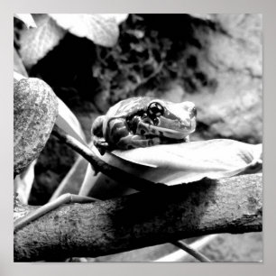 Kikker op Blad B+W Poster