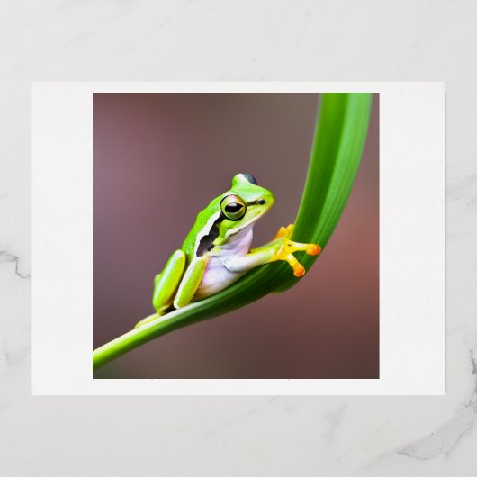 kikker op briefkaart (Voorkant)