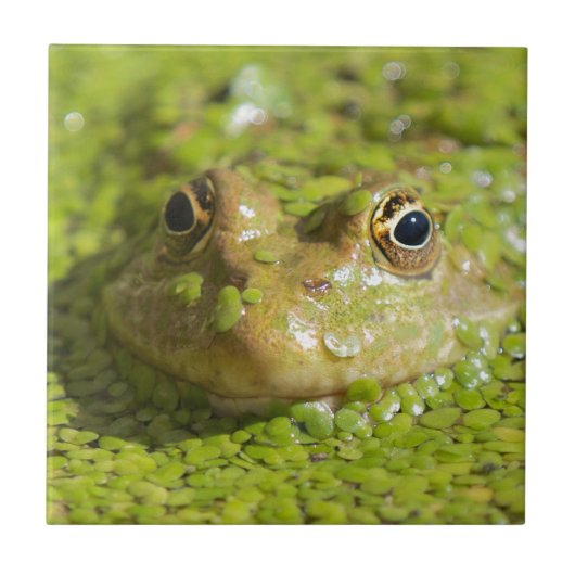 Kikker op een keramisch tegels tegeltje (Voorkant)