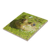 Kikker op een keramisch tegels tegeltje (Zijkant)