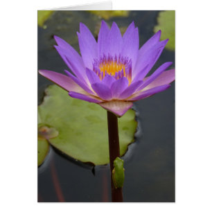 kikker op een leugenaar