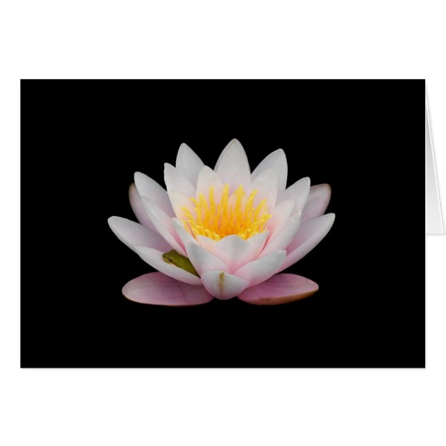 Kikker op een Lily (Voorkant Horizontaal)