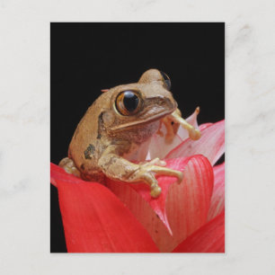 Kikker op een rode bloem briefkaart
