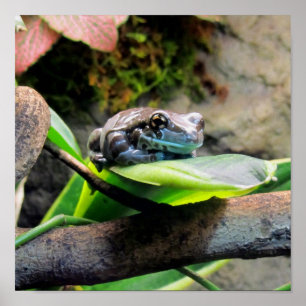 Kikker op Leaf Poster