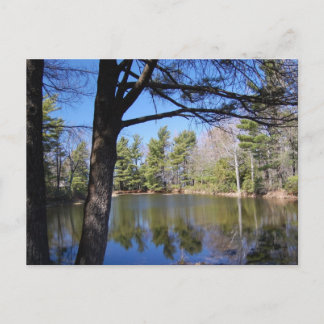 Kikker Pond Briefkaart