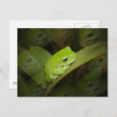 Kikker Reflectie Briefkaart (Voorkant / Achterkant)