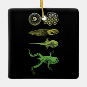 Kikker Tadpole Levenscyclus biologie Keramisch Ornament