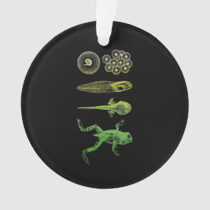 Kikker Tadpole Metamorfose Levenscyclus Biologie Ornament