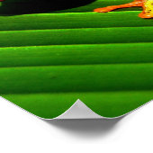 Kikker van de rode oogboom poster (Hoek)