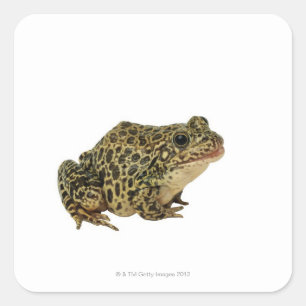 Kikker Vierkante Sticker