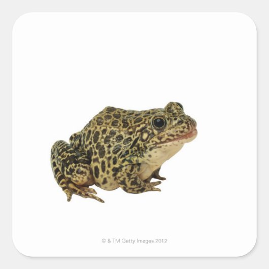 Kikker Vierkante Sticker (Voorkant)