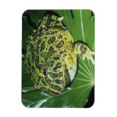 kikker voor paarden (Ceratophrys ornata), Magneet (Verticaal)