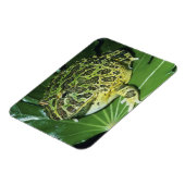 kikker voor paarden (Ceratophrys ornata), Magneet (Linkerzijde)