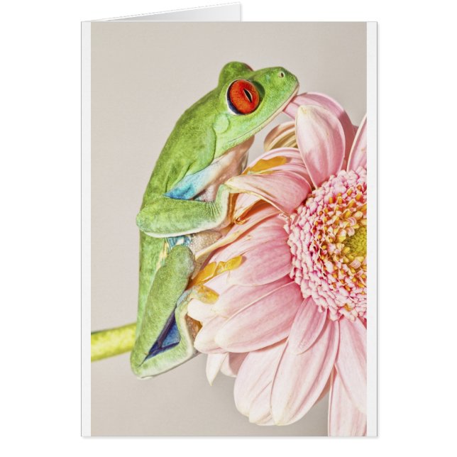 Kikker voor rode ogen (Voorkant)