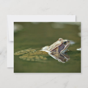 Kikker zit in het water briefkaart