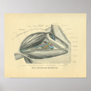 kikkeranatomie van Clavicle & Schouder Poster