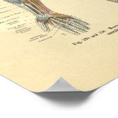 kikkerboog Nerve-ventilatie-afdruk Poster (Hoek)