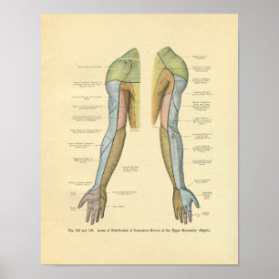 kikkerboog Nerve-ventilatie-afdruk Poster