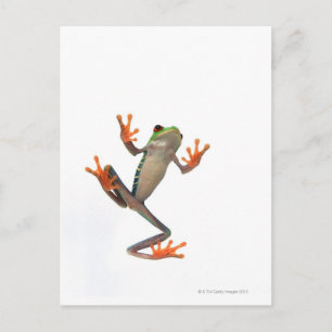 Kikkerbuis Briefkaart