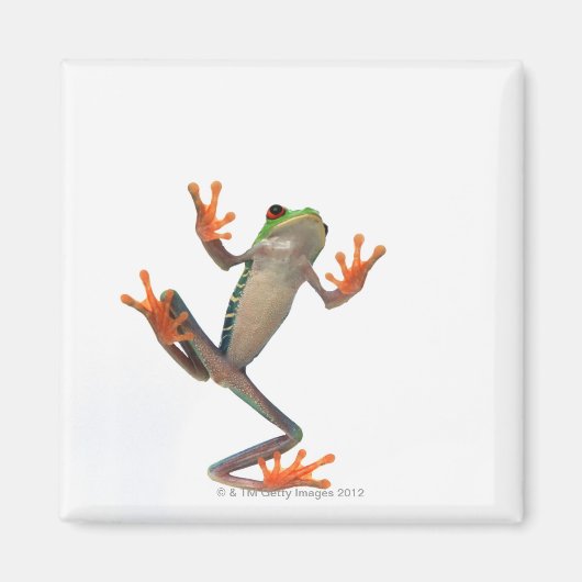 Kikkerbuis Magneet (Voorkant)