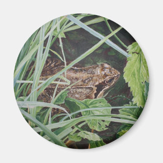 kikkermagneet magneet