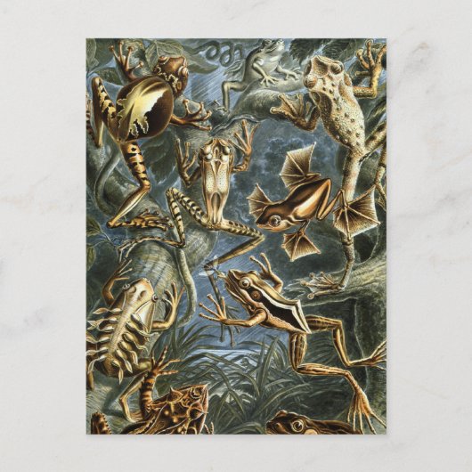 Kikkers Briefkaart (Voorkant)